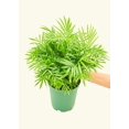 thumbnail image 4 of Parlor Palm - Chamaedorea Elegans Live Green Plant in 4" Pot, 4 of 4