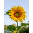 thumbnail image 3 of Burpee Mammoth Sunflower, Plant Seeds for Home Garden, 3 of 5
