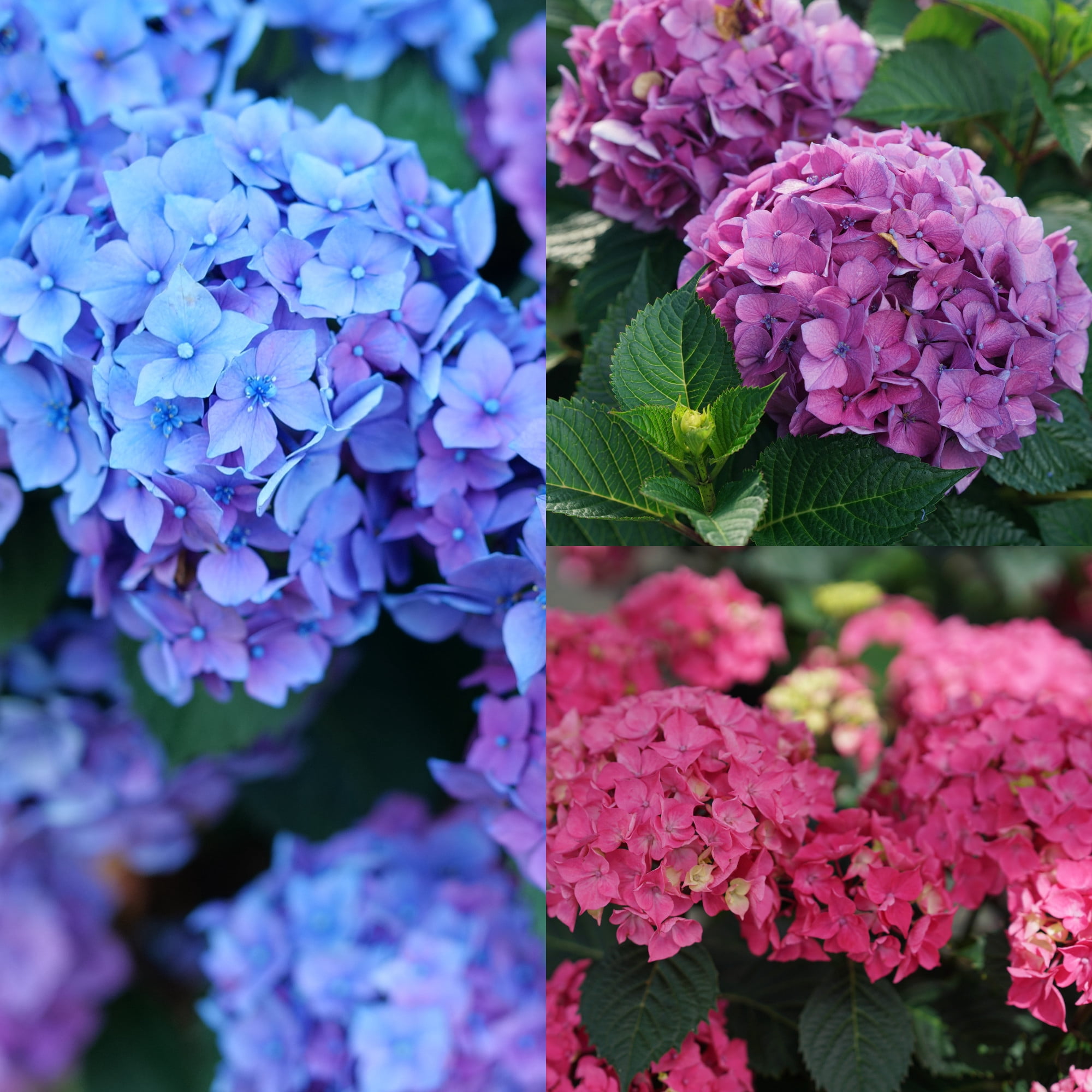 Proven Winners ColorChoice 6" Multicolor Let's Dance Lovable Bigleaf Hydrangea Live Plant in 7.5" Pot