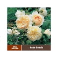 thumbnail image 2 of 30 Rare Seeds| Lichfield Angel David Austin Rose Seeds#1022 |BUY 4 GET 1 FREE|, 2 of 4