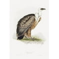 thumbnail image 2 of Gould, John 17x24 White Modern Wood Framed Museum Art Print Titled - Griffon Vulture, 2 of 4