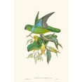 thumbnail image 3 of Gould, John 11x14 Black Modern Framed Museum Art Print Titled - Lime And Cerulean Parrots II, 3 of 5