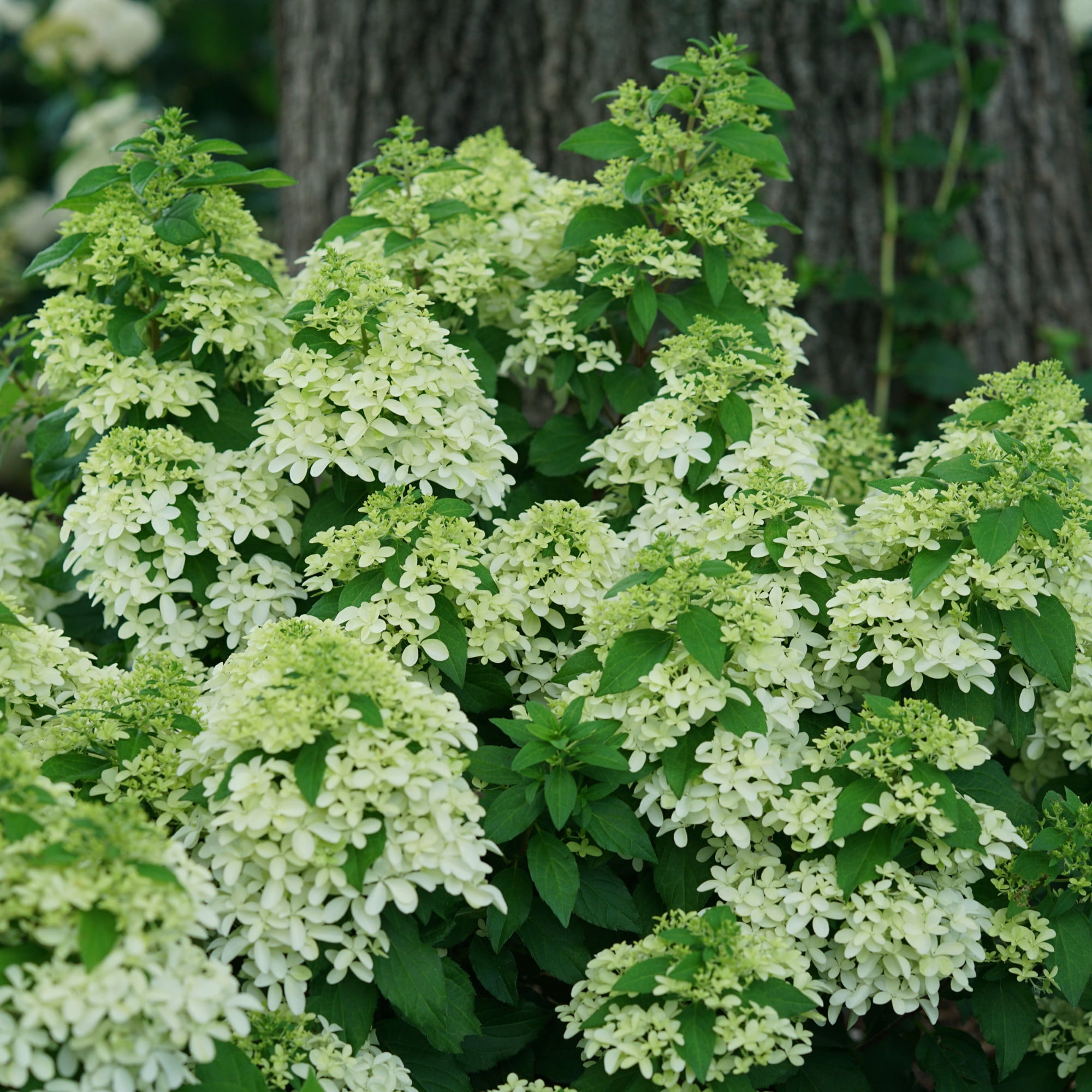 Proven Winners ColorChoice 6" Pink Quick Fire Fab Panicle Hydrangea Live Plant in 7.5" Pot