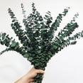 thumbnail image 2 of 30 Pcs Real Dried Eucalyptus Stems, 17" Natural Fresh Eucalyptus Branches for Shower, Greenery Leaves for Vase Filler, Fragrance, Fresh Silk Dry Live Plants Decor$$Home Decor, Kitchen, & Other, 2 of 7