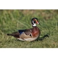 thumbnail image 2 of Jones, Adam 14x11 Gold Ornate Wood Framed with Double Matting Museum Art Print Titled - Male wood duck,, 2 of 4