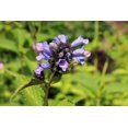 thumbnail image 2 of 250 JAPANESE CATNIP Herb Purple Flower Jing Jie Schizonepeta Tenuifolia Seeds, 2 of 2