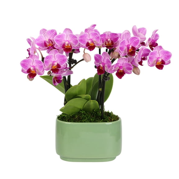 Just Add Ice 4" Light Pink Orchid in Green Ceramic