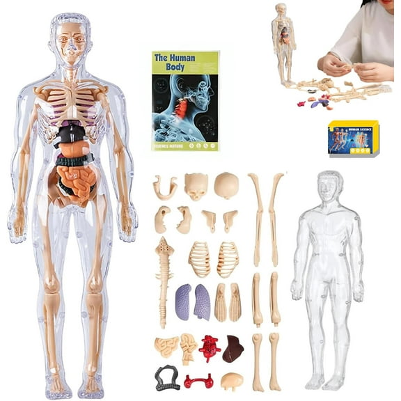 Clear human anatomy model (semi-transparent and fully transparent), 29-piece 3D anatomy set with anatomical diagrams, removable organ and skeleton assembly model for anatomy