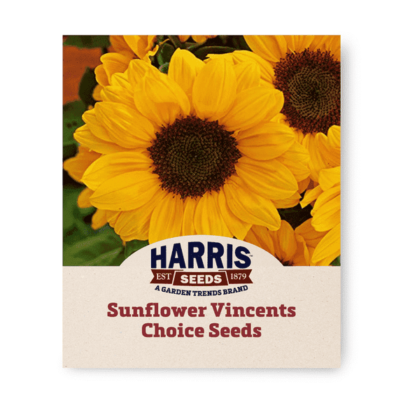 Harris Seeds Sunflower Vincent’s Choice F1 , Single-Stem Cut Flower Variety, 50 Count