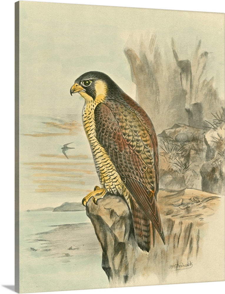Peregrine Falcon Canvas Wall Art, Home Decor 16x20