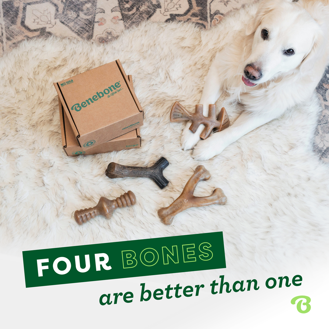 Benebone Medium 4-Pack Bacon Dog Chew Toys photo 2