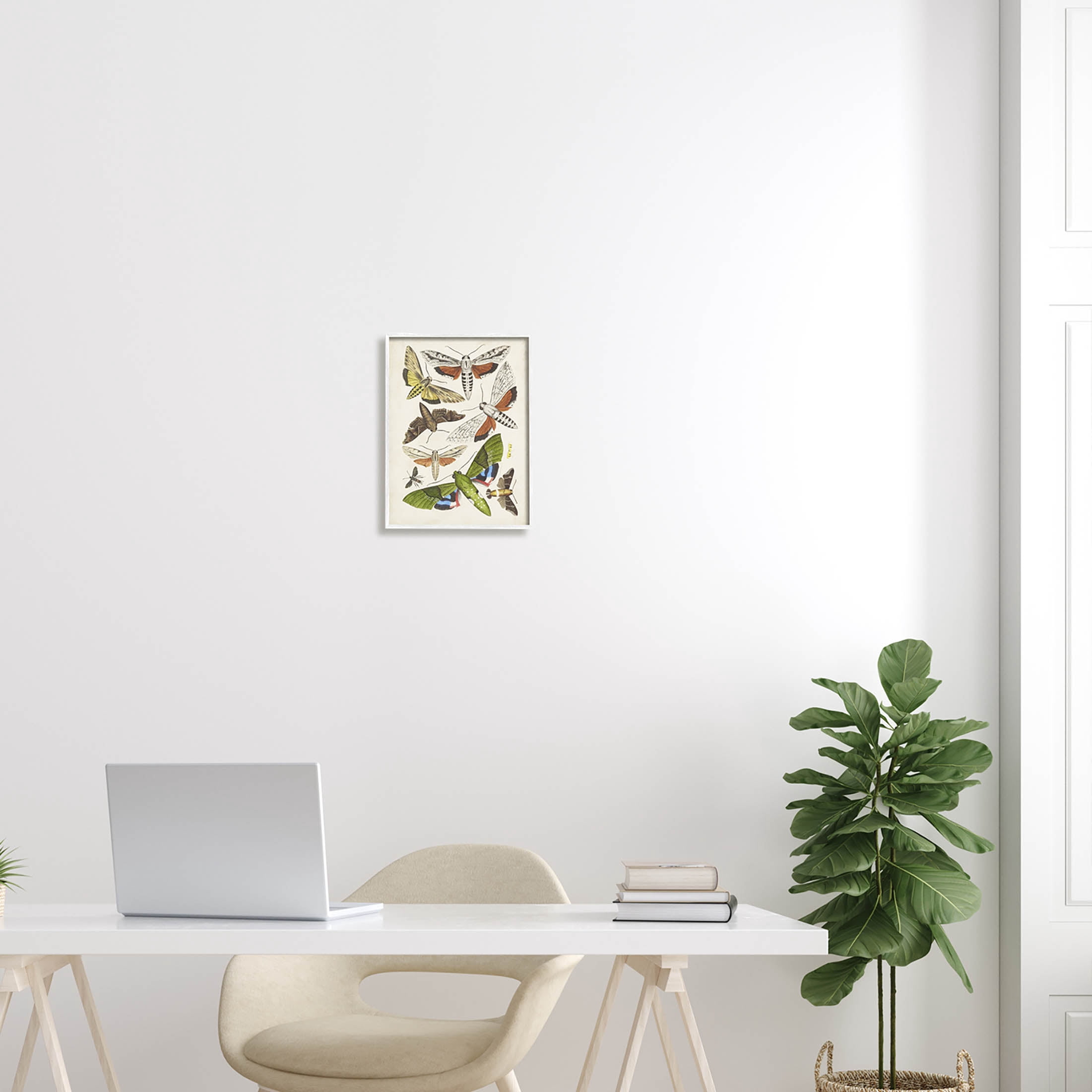 Stupell Industries Mixed Insects Moth Latin Studies Graphic Art White Framed Art Print Wall Art, Design by World Art Group