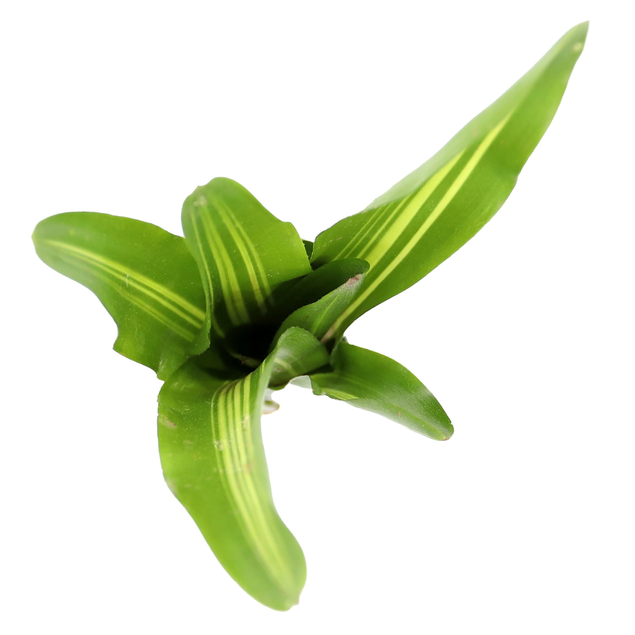 ReptiCulture Broken Heart Bromeliad Plant 3 ct