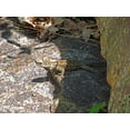 thumbnail image 2 of Popcorn 24x19 Gold Ornate Wood Framed with Double Matting Museum Art Print Titled - Lizard V, 2 of 4