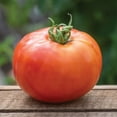 thumbnail image 3 of Burpee BushSteak Hybrid Tomato Vegetable Seed, 1-Pack, 3 of 6