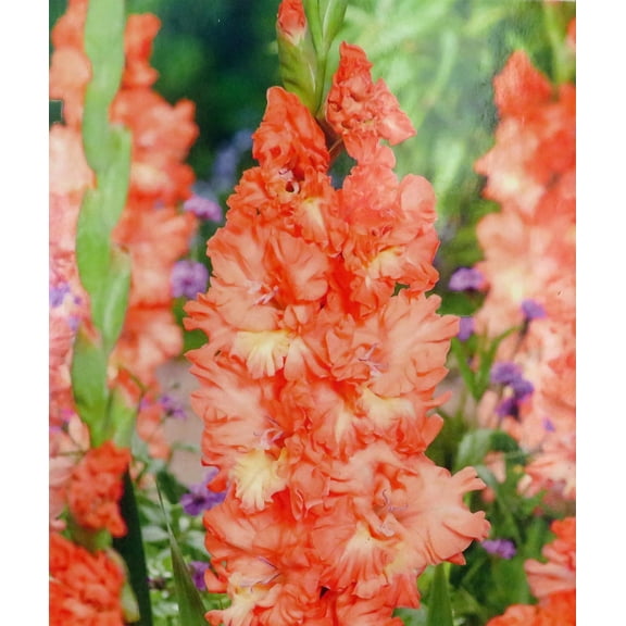Riks Frizzle Gladiolus 10 Bulbs -10/ cm - Peach/Orange