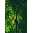 thumbnail image 2 of Alcantara, Miguel 13x18 Black Ornate Wood Framed with Double Matting Museum Art Print Titled - Background lighted palm tree leaf, 2 of 4