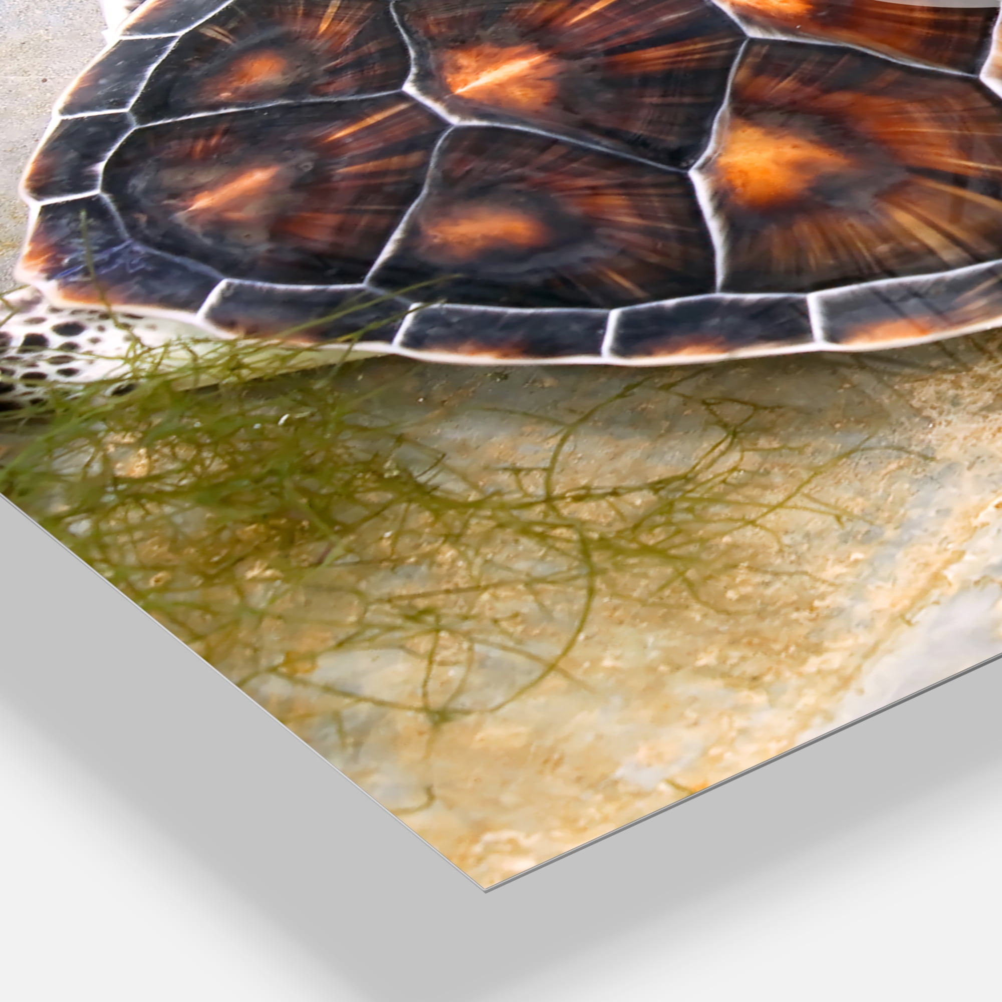 Designart 'Sea Turtles in Nursery' Traditional Wall Clock