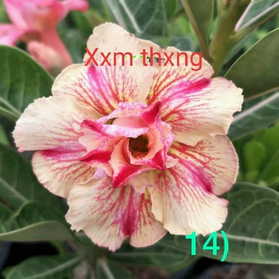 8 XX Thxng Desert Rose Seeds