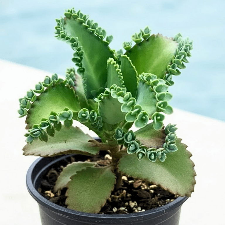 buy zz plant raven ZZ Zamioculcas 'Black Queen' | Indoor Plant | Tropical Plant | Potted Plant main image 1