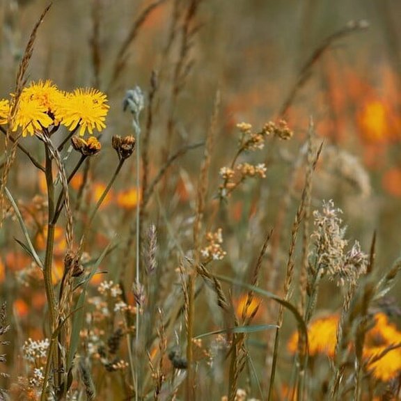 Zeitkratzer - Reinhold Friedl: Scarlatti - Music & Performance - CD