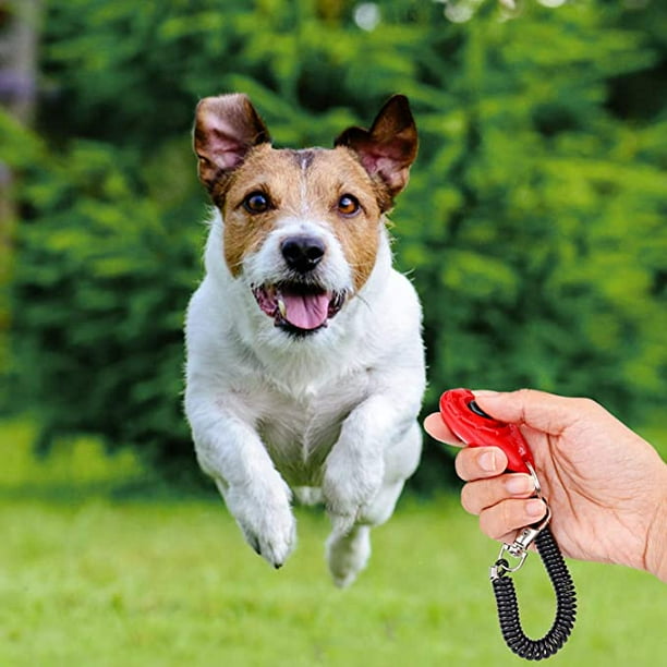 Dog clicker top the warehouse