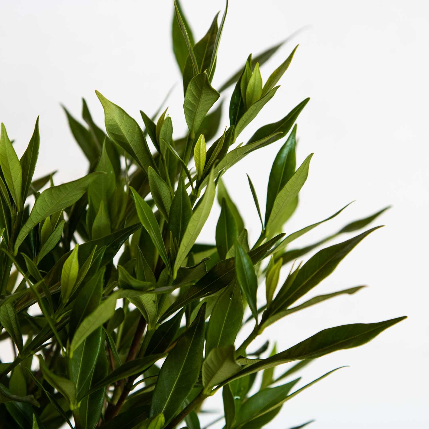 Expert Gardener Frost Proof Gardenia Bush (2.5 Quart) Blooming Evergreen Shrub with Fragrant White Flowers