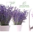 thumbnail image 4 of American Plant Exchange English Lavender Live Plant in 6" Pot, Aromatic, Flowering, Perfect for Windowsills, 4 of 8