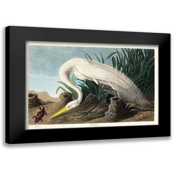 Audubon, John James 14x11 Black Modern Framed Museum Art Print Titled - White Heron