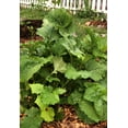 TomorrowSeeds Broccoli Rabe Seeds 500+ Count Packet Broccoli Raab