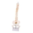 thumbnail image 2 of Modelo de vertebral de aprendizaje del modelo de la médula espinal, herramienta de educación, modelo de vertebral de 45 cm para el, 2 of 8