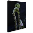 thumbnail image 2 of Trademark Fine Art "Fern and Flower" Canvas Art by Kurt Shaffer, 2 of 3