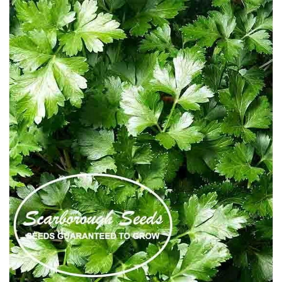 SCARBOROUGH SEEDS Italian Parsley 500 Seeds Non-GMO Fresh Garden Seeds