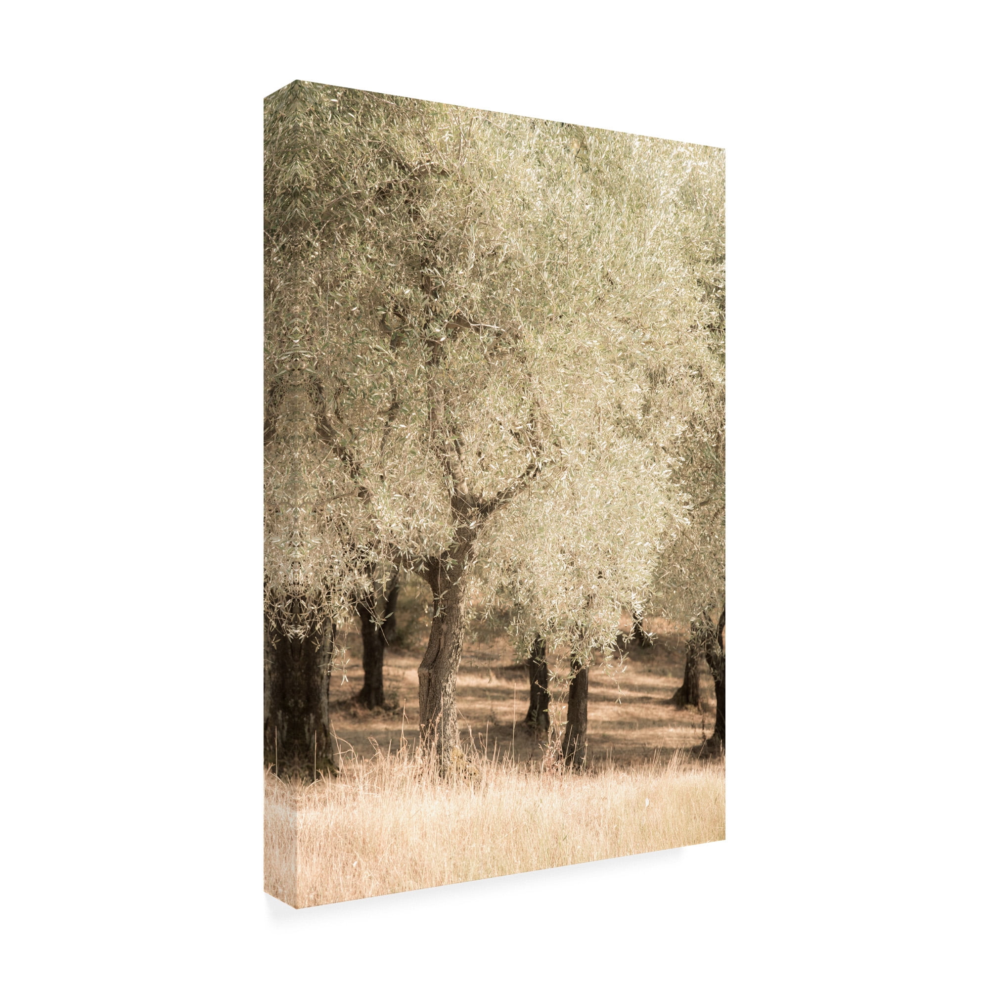 Trademark Fine Art 'Olive Trees 2' Canvas Art by Dan Ballard