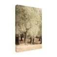 thumbnail image 2 of Trademark Fine Art 'Olive Trees 2' Canvas Art by Dan Ballard, 2 of 3
