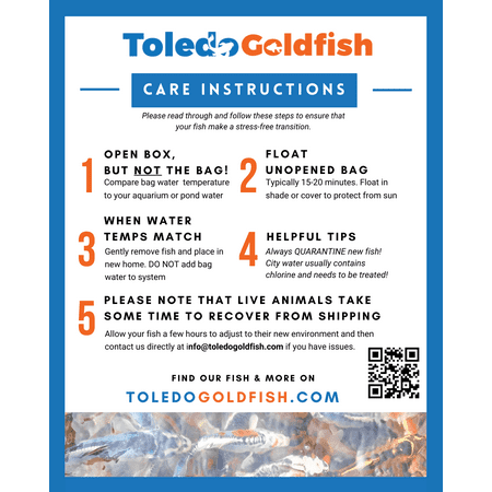 Toledo Goldfish Live Aquatic Trapdoor Snails, 100 count