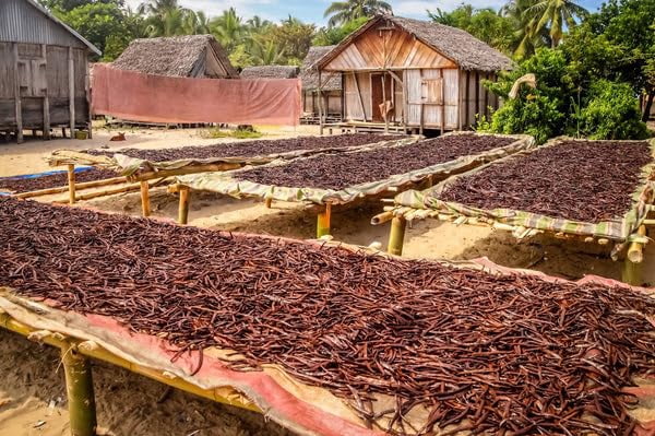 25 Vanilla Beans Whole Grade A Vanilla Pods for Homemade Vanilla Extract, Baking, Ice Cream, Flavoring, & Vanilla Powder - Democratic Republic of Congo