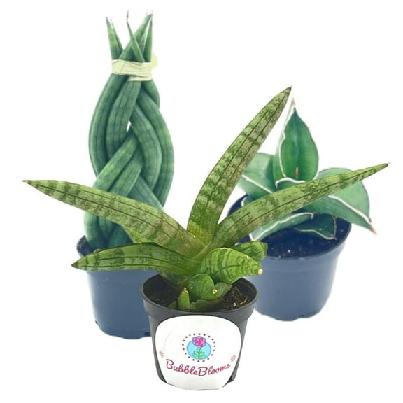 Sansevieria Snakeplant Variety Bundle, Braided cylindrica Dragon Fingers, Samurai Dwarf ehrenbergii, Cylindrical Starfish Snake Plant boncel