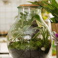 thumbnail image 4 of Boris le Terrarium / L, 4 of 7