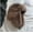 Brown, variant on Womens Hat Winter HaTt Ushanka Hat for Female Thicken Cold Cap Warm Hat Windbreak Hat Warm Hat Pilot Cap Hat with Earflaps