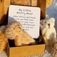 thumbnail image 4 of Osito de peluche con tarjeta inspiradora - Blanco, 2025 Osito de peluche y tarjeta inspiradora, 4 of 4