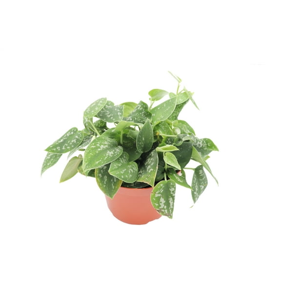 Satin Pothos Scindapsus Pictus Argyraeus - 6'' from California Tropicals
