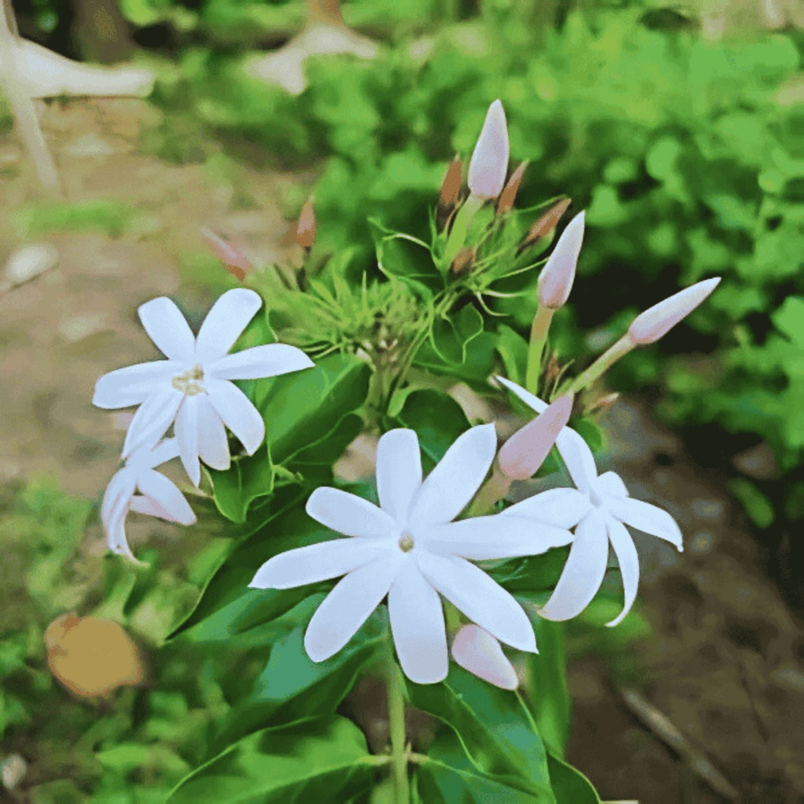 Star Jasmine Live Climbing Vine-3 Gallon