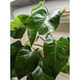 thumbnail image 4 of Philodendron 'White Princess' in 6" pot | Live Plant for Indoor | 12 - 22 inch Tall, 4 of 6