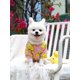 thumbnail image 2 of Teddy Panda, Small, Medium And Large Dogs, Spring, Summer And Autumn New Pet Clothes, 2 of 4