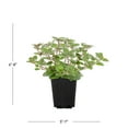 thumbnail image 3 of Expert Gardener 1PT Oregano Plant, Full Sun, 3 of 7