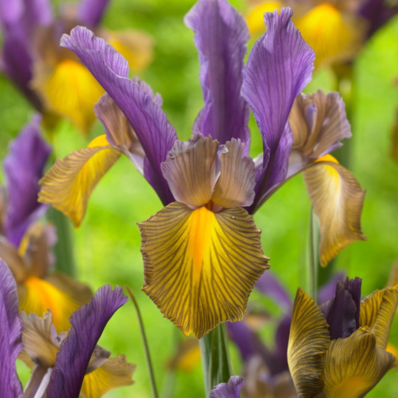 Van Zyverden Dutch Iris Picasso Set of 25 Bulbs Multicolor Partial Sun Perennial Deer Resistant 2 lbs