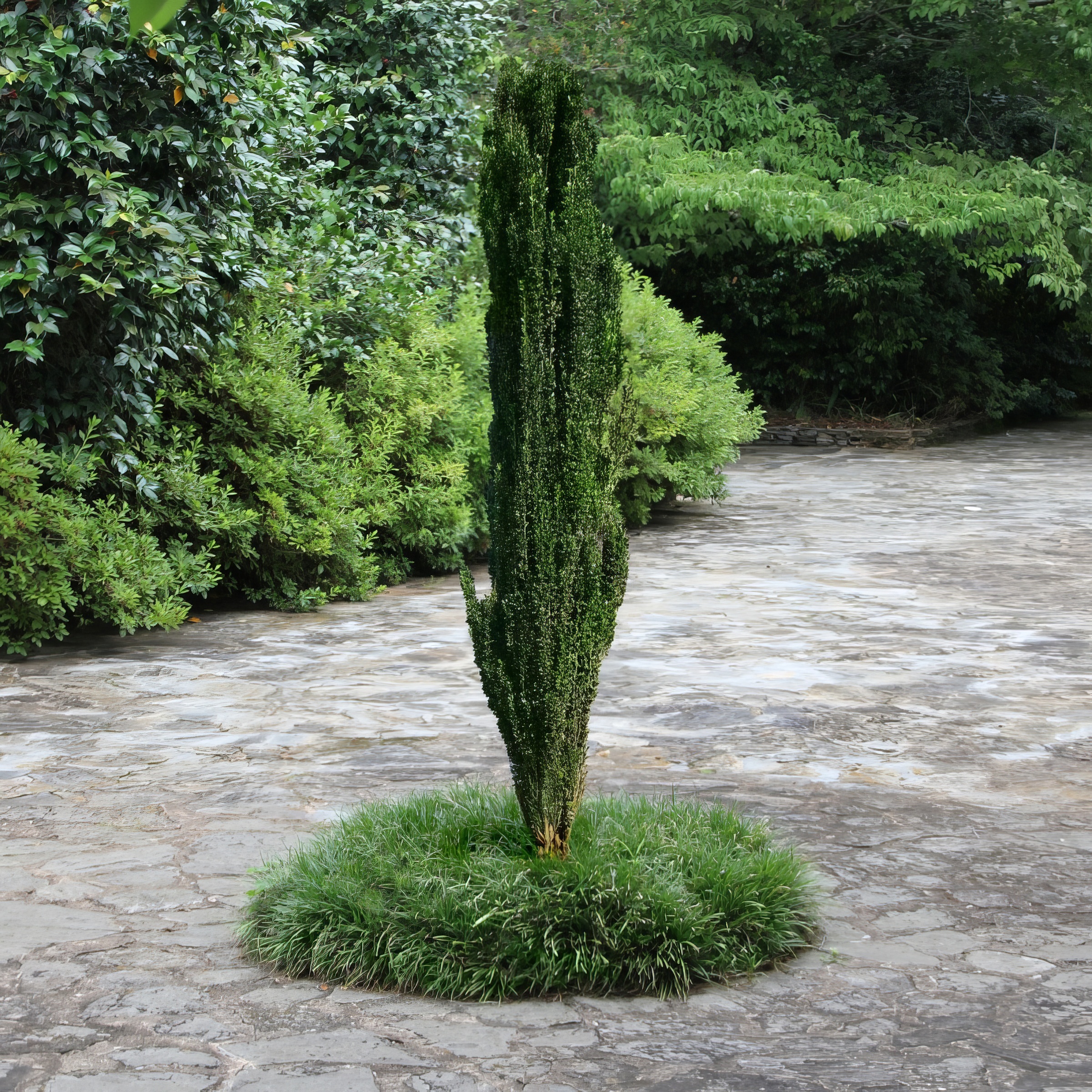 1 gal Holly 'Sky Pencil' Live Shrub with Full Sunlight