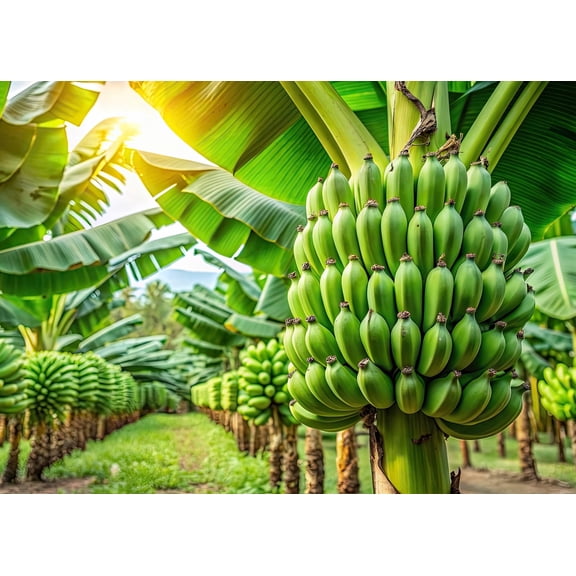 Banana Tree Seeds for Planting - 10 Seeds