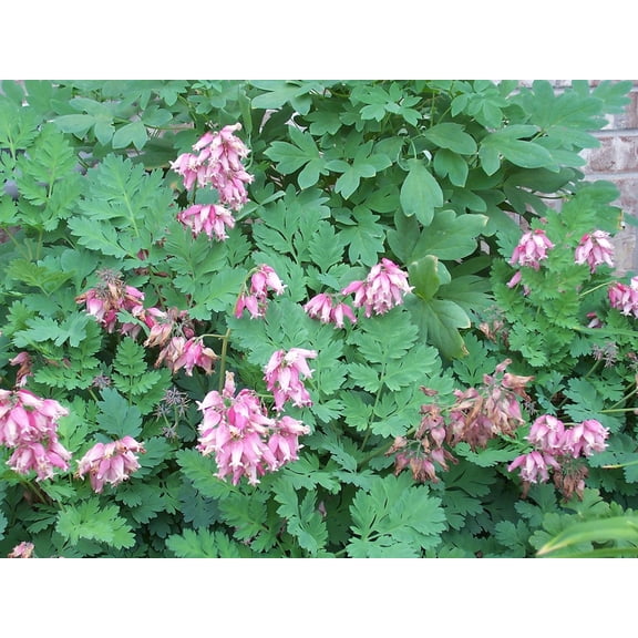 25 Fern leaf Bleeding Heart Seeds
